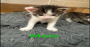 Mixed Breed cats - Advert 3