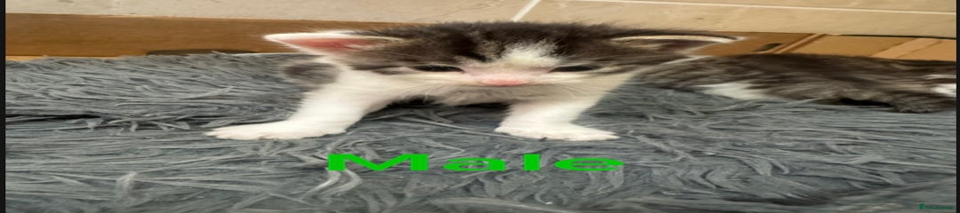 Mixed Breed Kitten 1