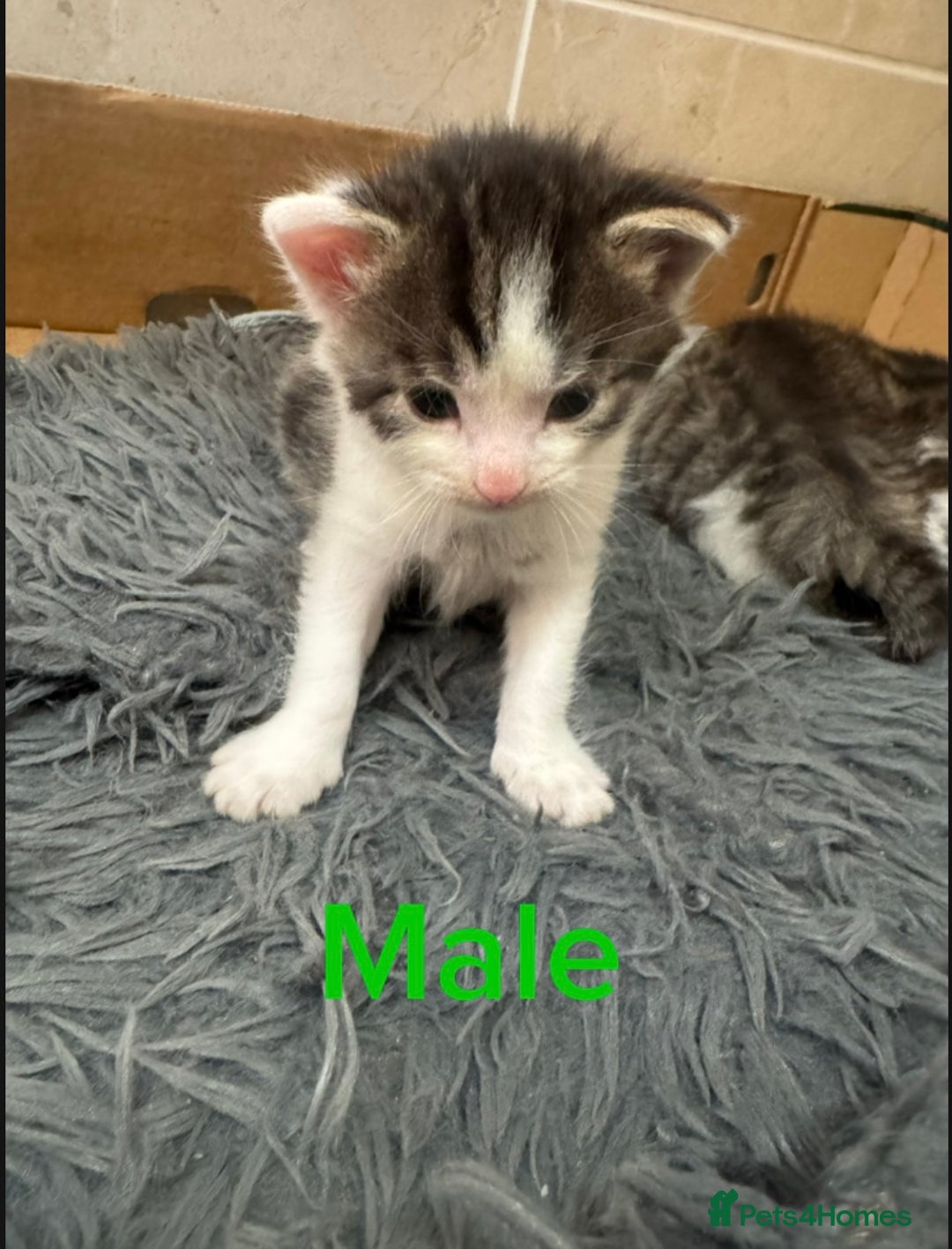 Mixed Breed cats for sale: 3 beautiful kittens  - Image 2