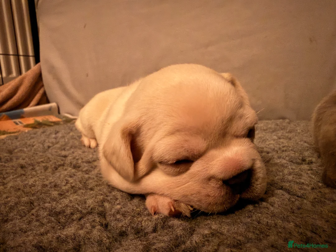 French Bulldog dogs for sale: Platinum girl for sale in North Walsham - Advert 5