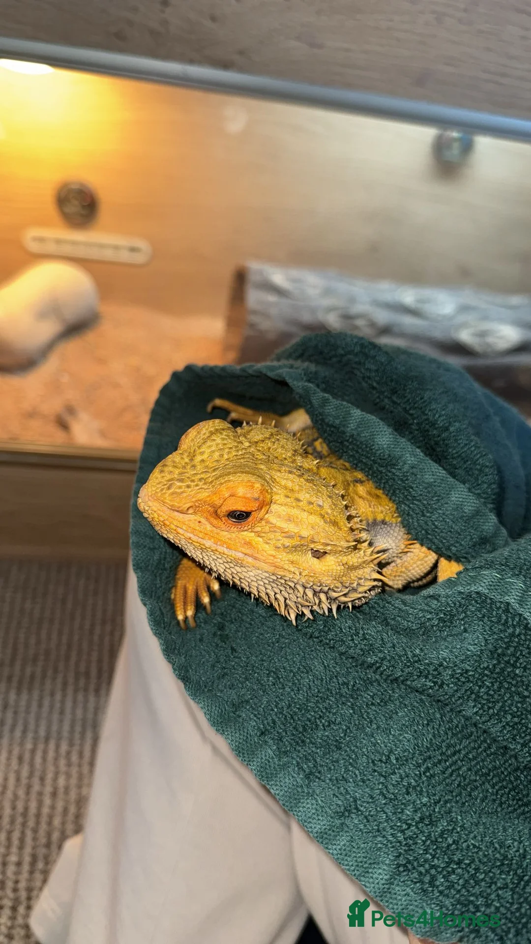 Bearded Dragon reptiles for sale: Bearded Dragon 🐉  in Bristol - Advert 4