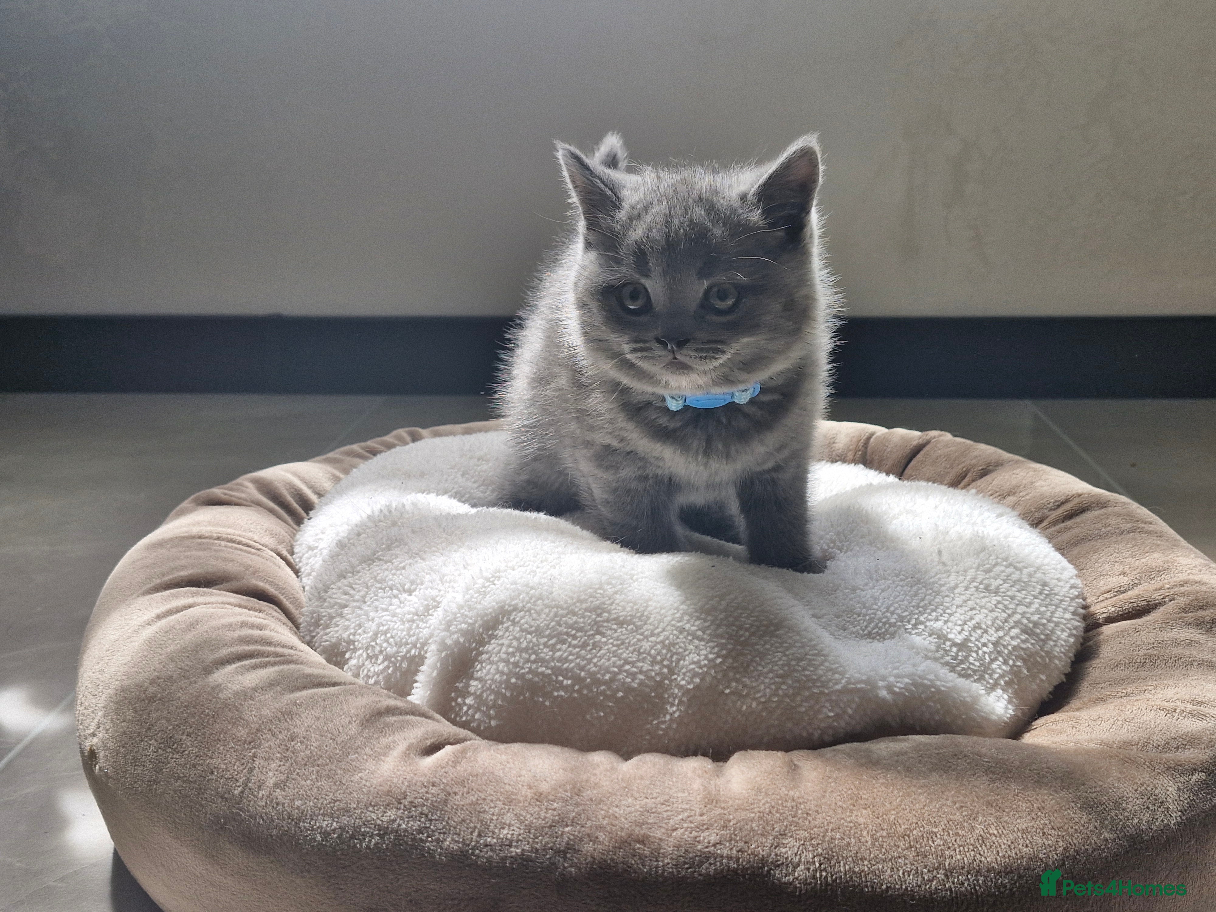 British Shorthair cats 4 Kittens for sale - Advert 1