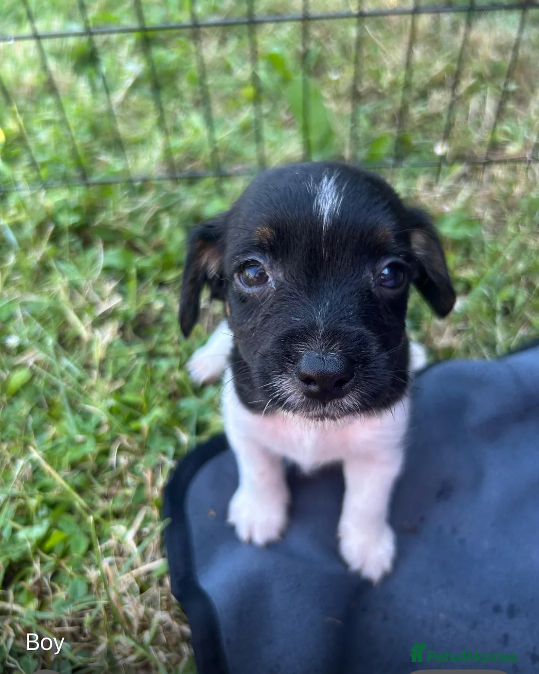 Jack Russell dogs for sale: Jack Russell puppies in Sandhurst - Advert 2