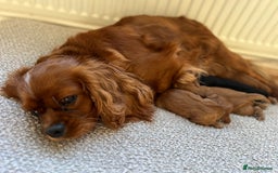 Cavalier King Charles Spaniel dogs for sale: KC REG, HEART, EYE AND DNA TESTED PARENTS - Image 31