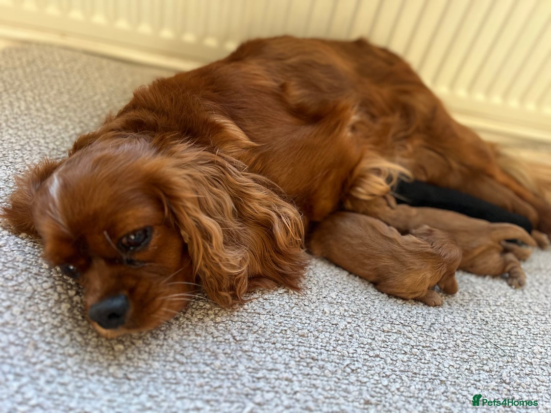 Cavalier King Charles Spaniel dogs for sale: KC REG, HEART, EYE AND DNA TESTED PARENTS - Image 31