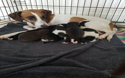 Jackapoo dogs for sale: Jackapoo puppies - Image 1
