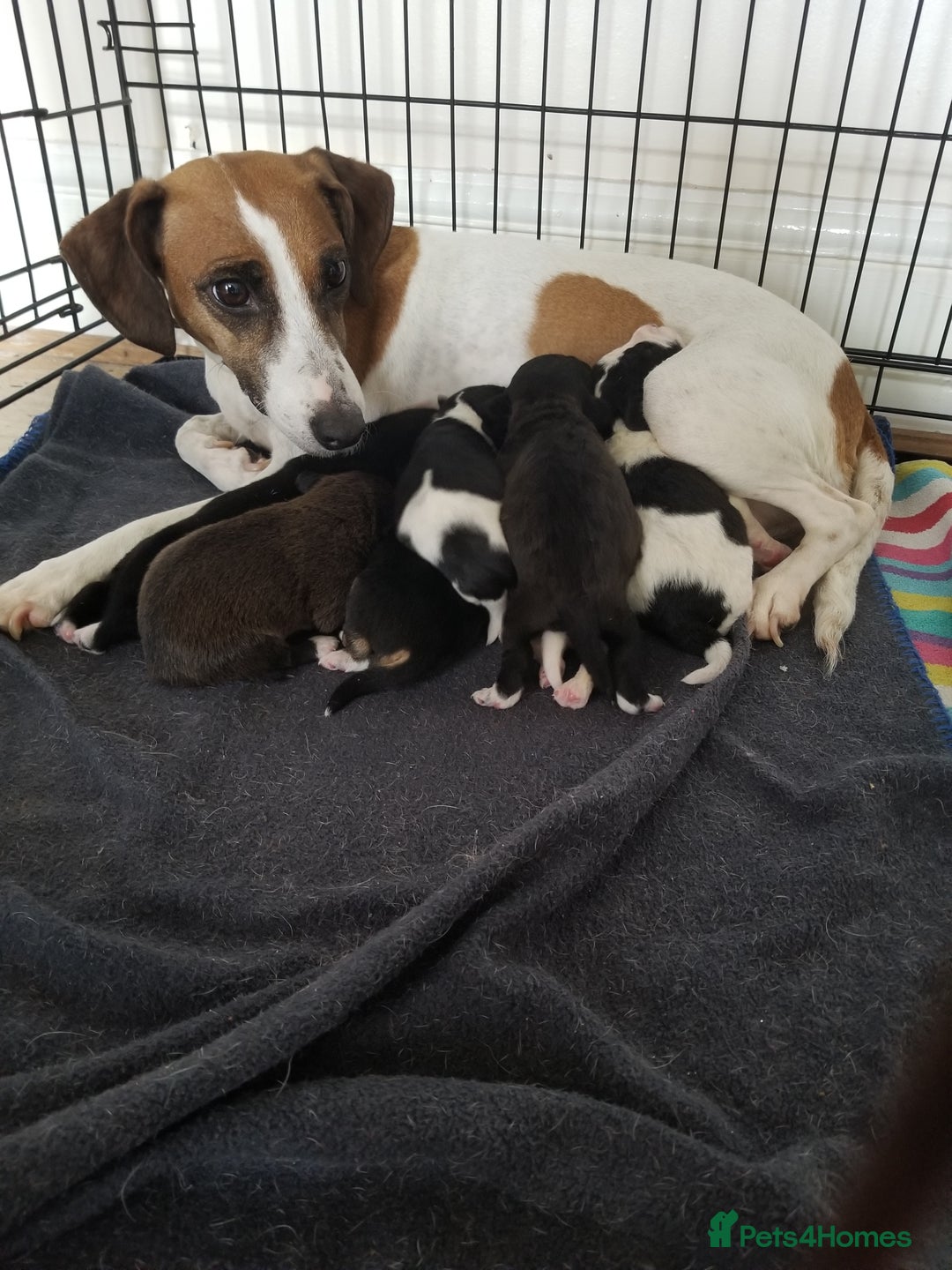 Jackapoo dogs for sale: Jackapoo puppies - Image 1