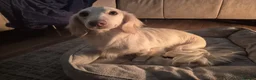 Miniature Dachshund dogs for stud: English cream miniature dachshund stud in Leyland - Advert 3