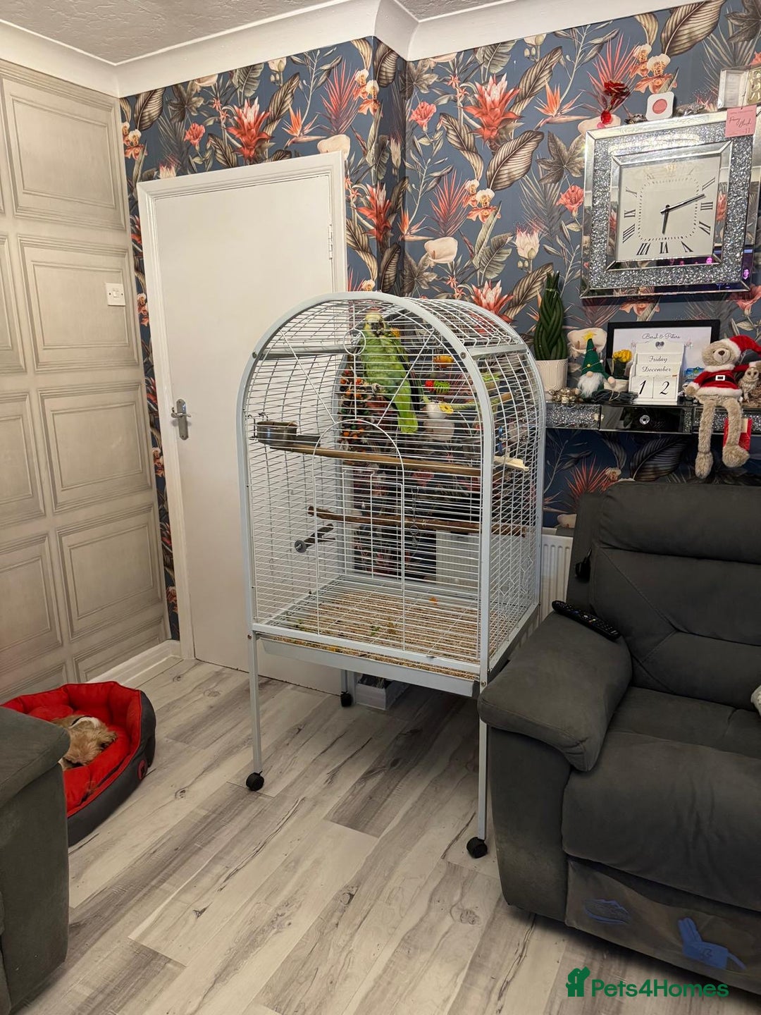 Parrots birds for sale: Yellow Headed 6 year old Amazon Parrot  - Advert 4