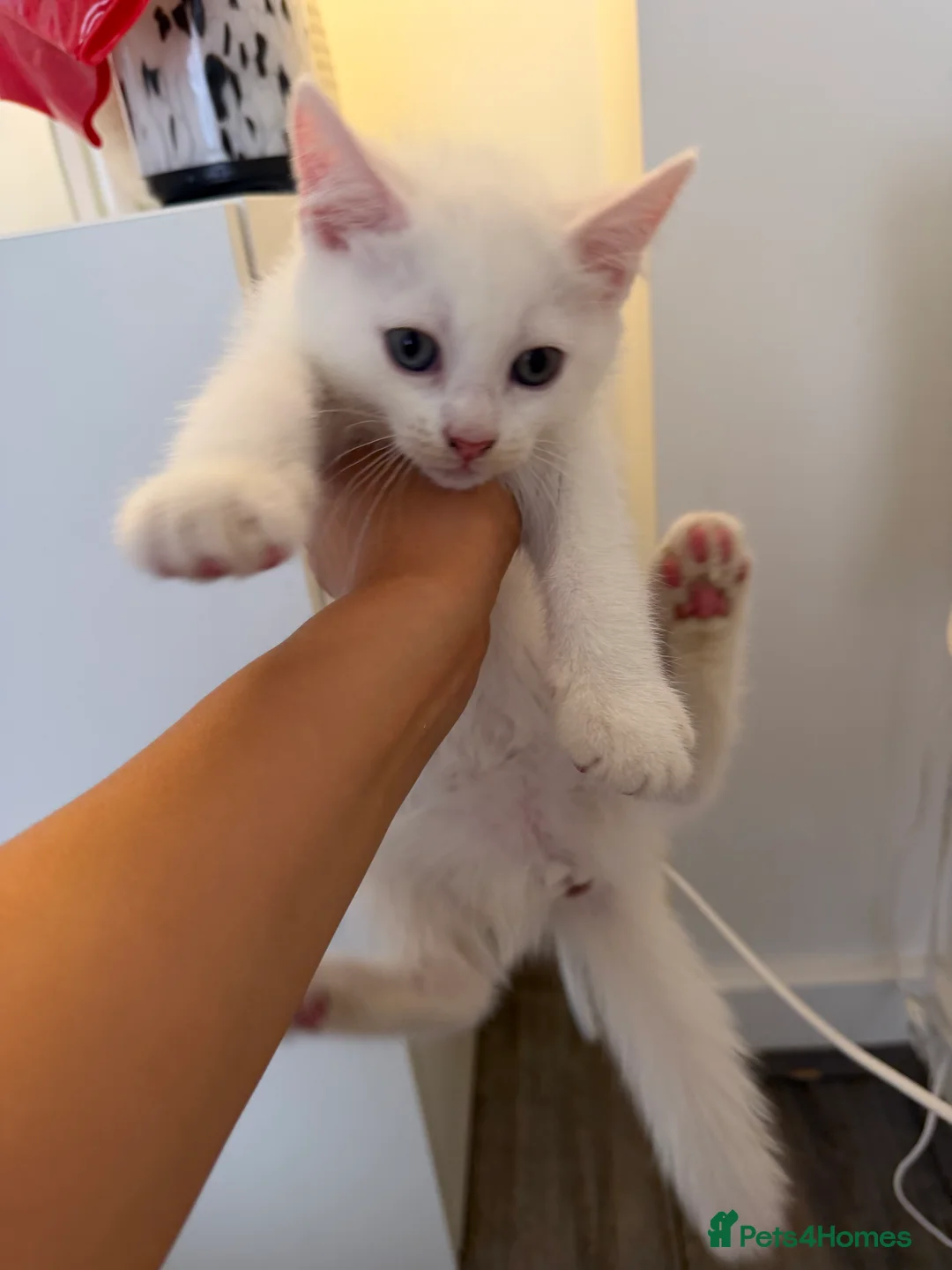 Domestic Shorthair cats for sale: Kittens. - Advert 2