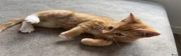Mixed Breed cats for sale: female ginger kitten  - Advert 3