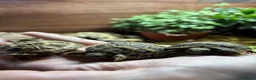 Tortoise reptiles for sale: Baby Horsfield Tortoises for sale - Advert 15