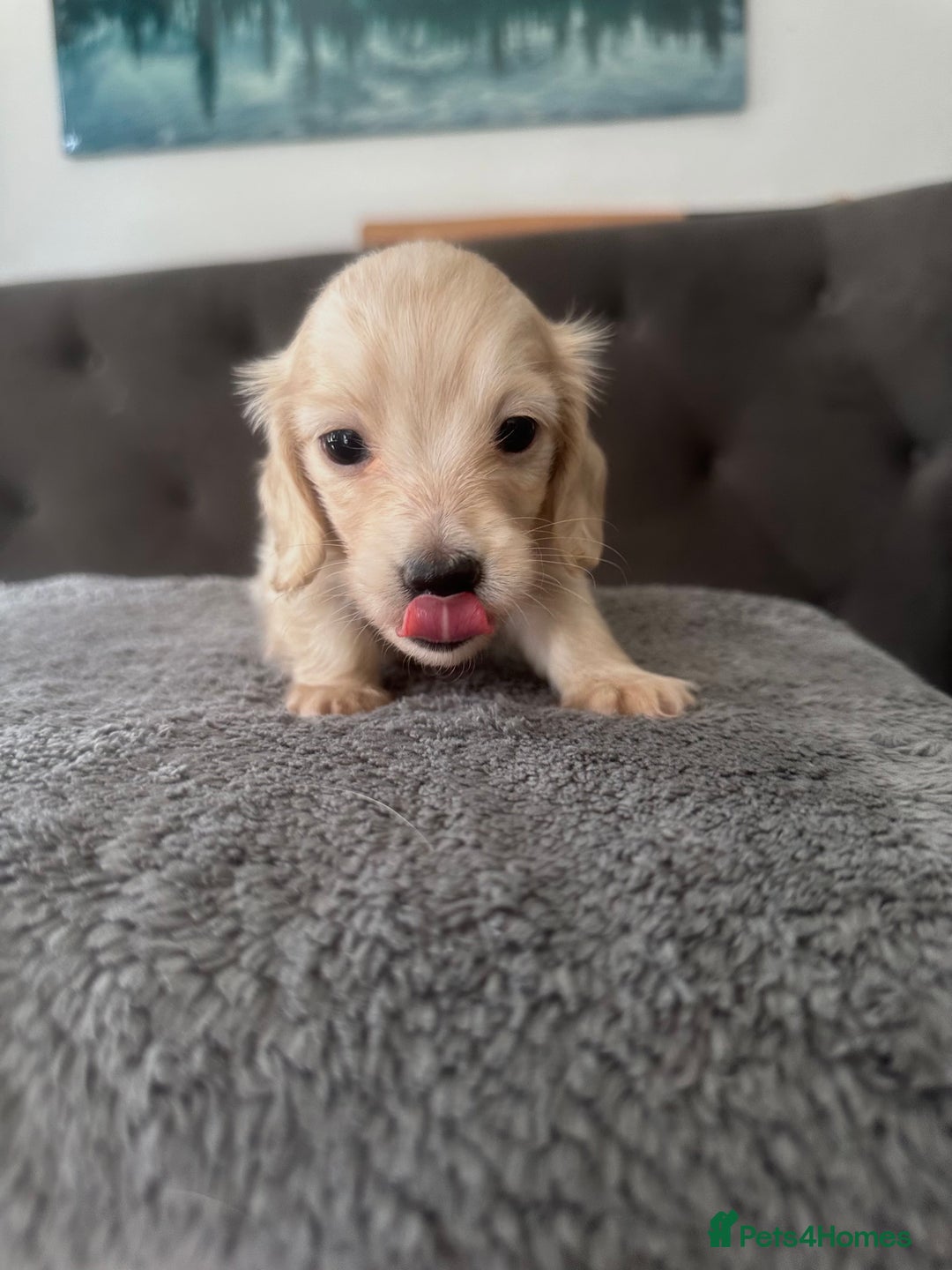 Miniature Dachshund dogs for sale: 2 male long-haired cream miniature dachshunds🩵 - Image 10