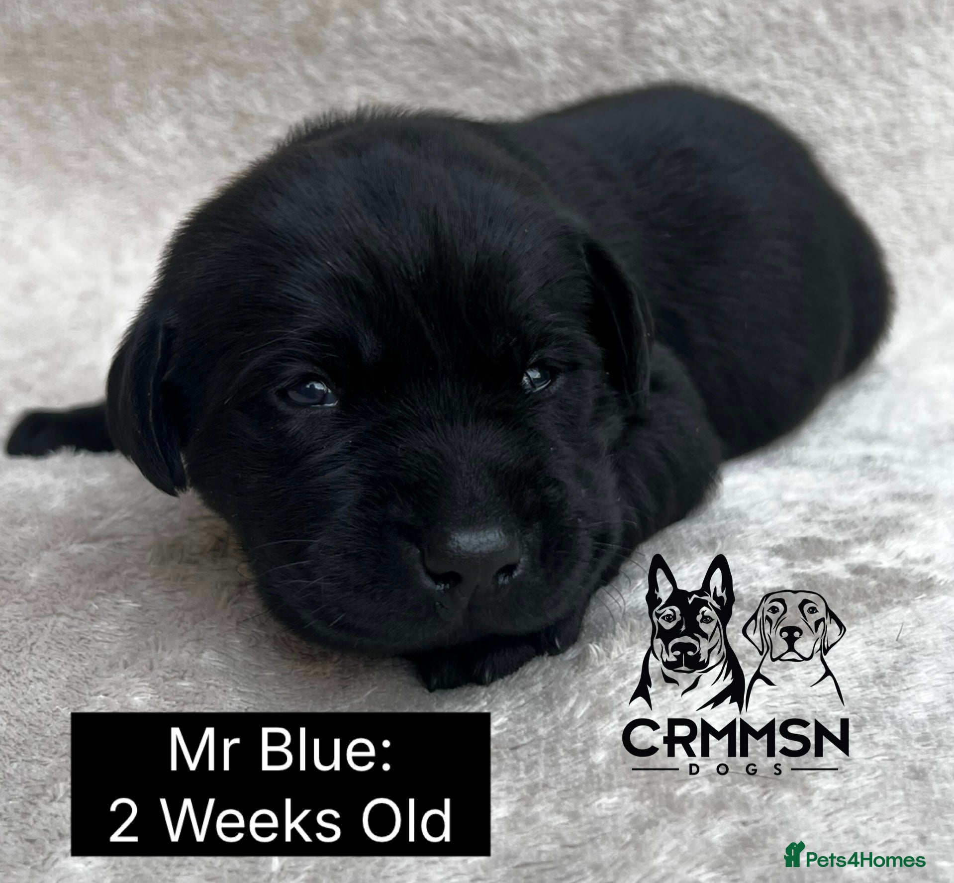 Labrador Retriever dogs Outstanding, Health Tested, KC Reg, Labrador Pups - Advert 1