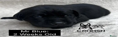Labrador Retriever Puppy 1