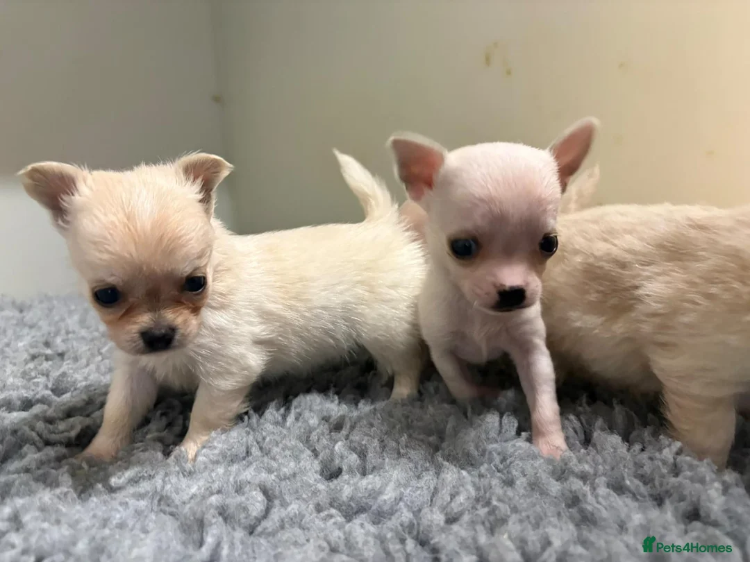 Chihuahua dogs for sale: Kc registered Chihuahua puppies - Advert 1
