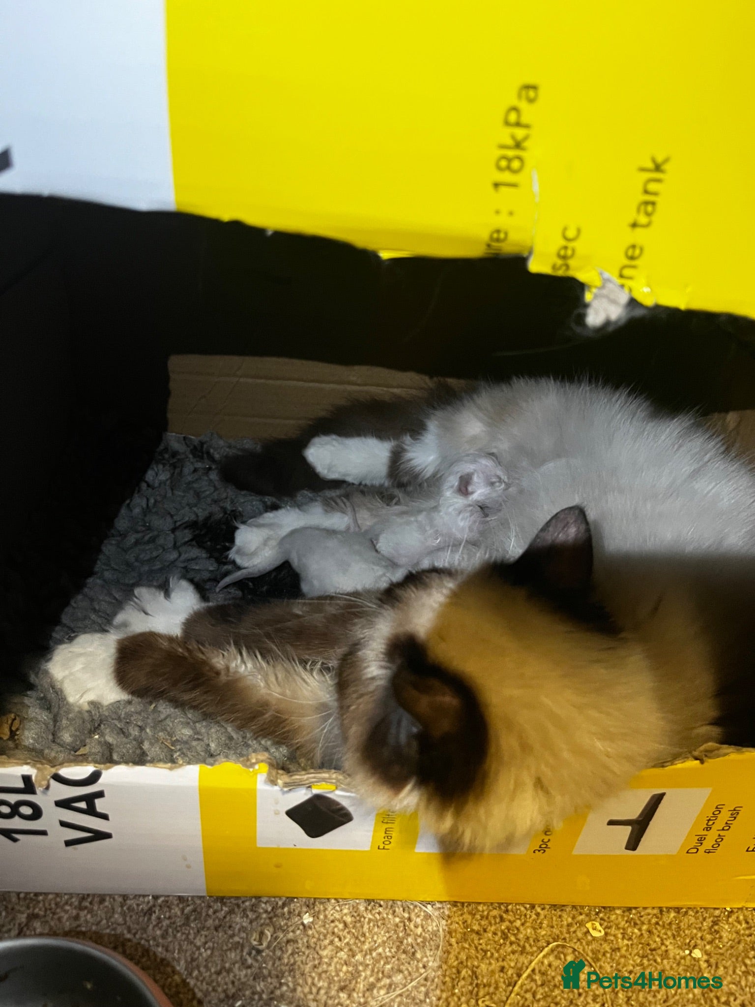 Ragdoll cats Adorable ragdoll kittens  - Advert 17