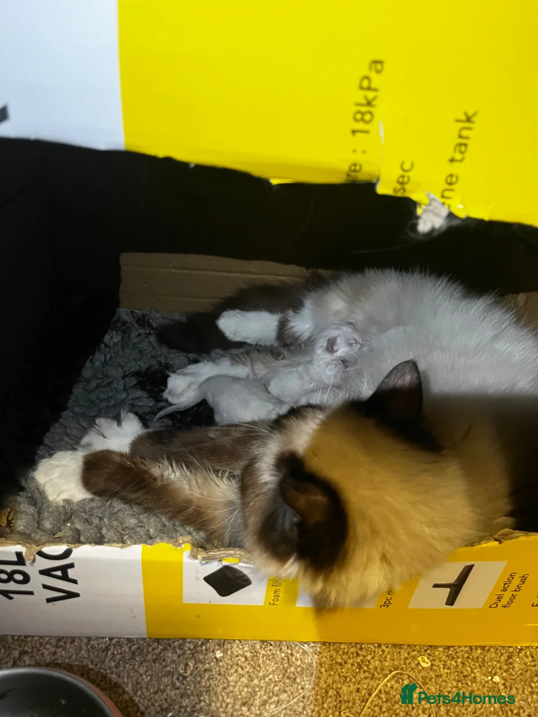 Ragdoll cats for sale: Adorable ragdoll kittens  in Bordon - Advert 1