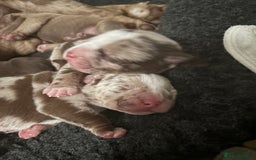 Mixed Breed dogs for sale: Bullpei puppies  - Image 12