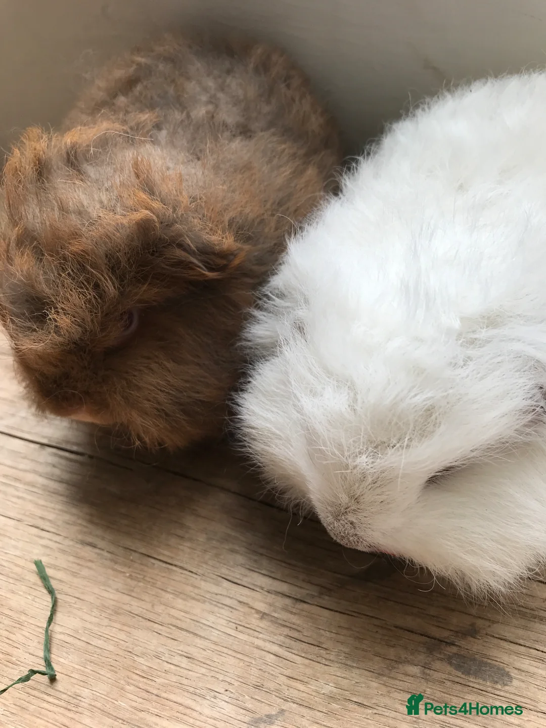 Guinea Pig rodents for sale: Beautiful Swiss guinea pig brothers - Advert 1
