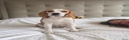Beagle dogs for sale: Exceptional KC Beagle puppies  - Advert 3