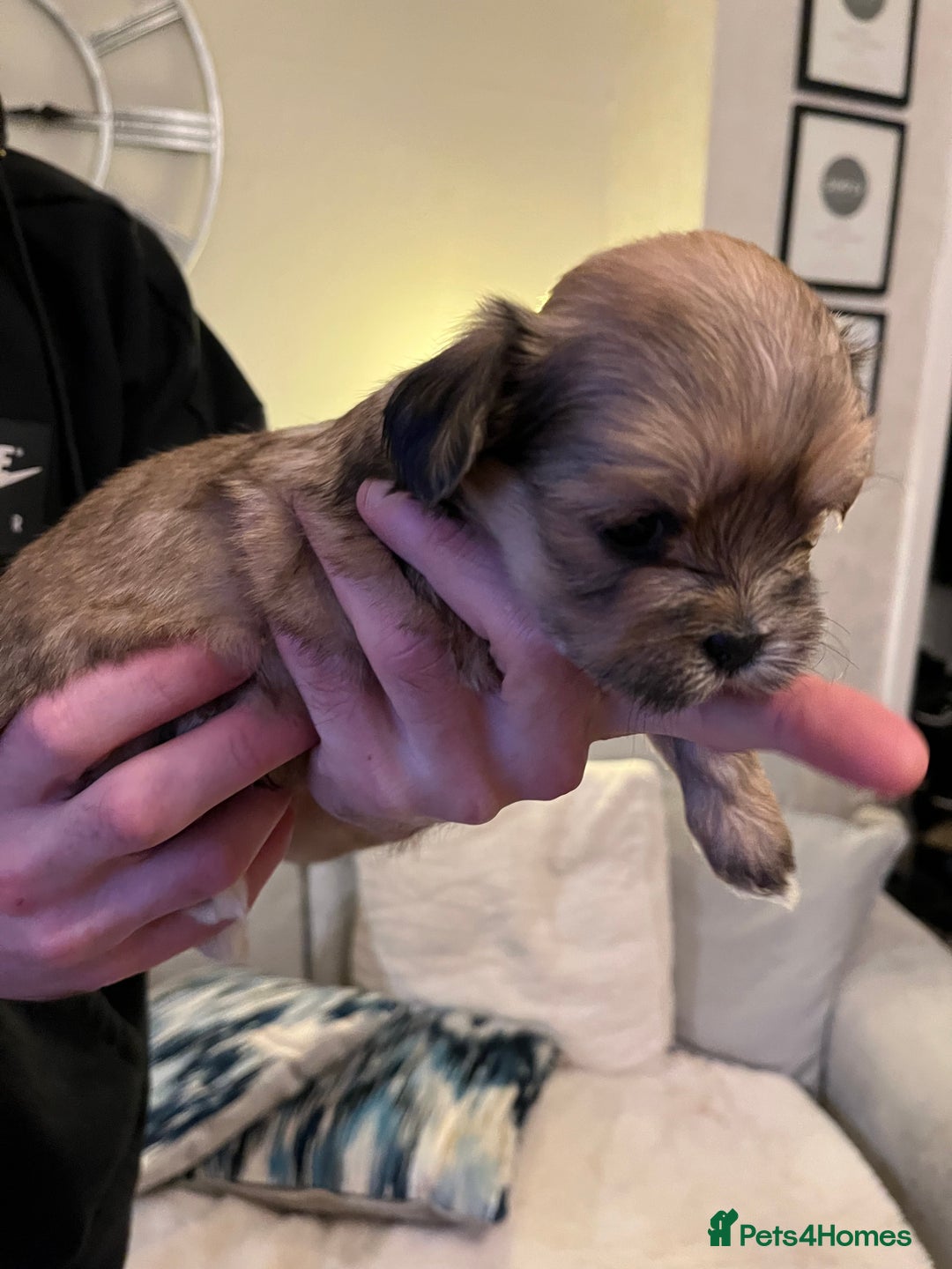Lhasa Apso dogs for sale: Adorable pedigree Lhasa apso pups  - Image 19