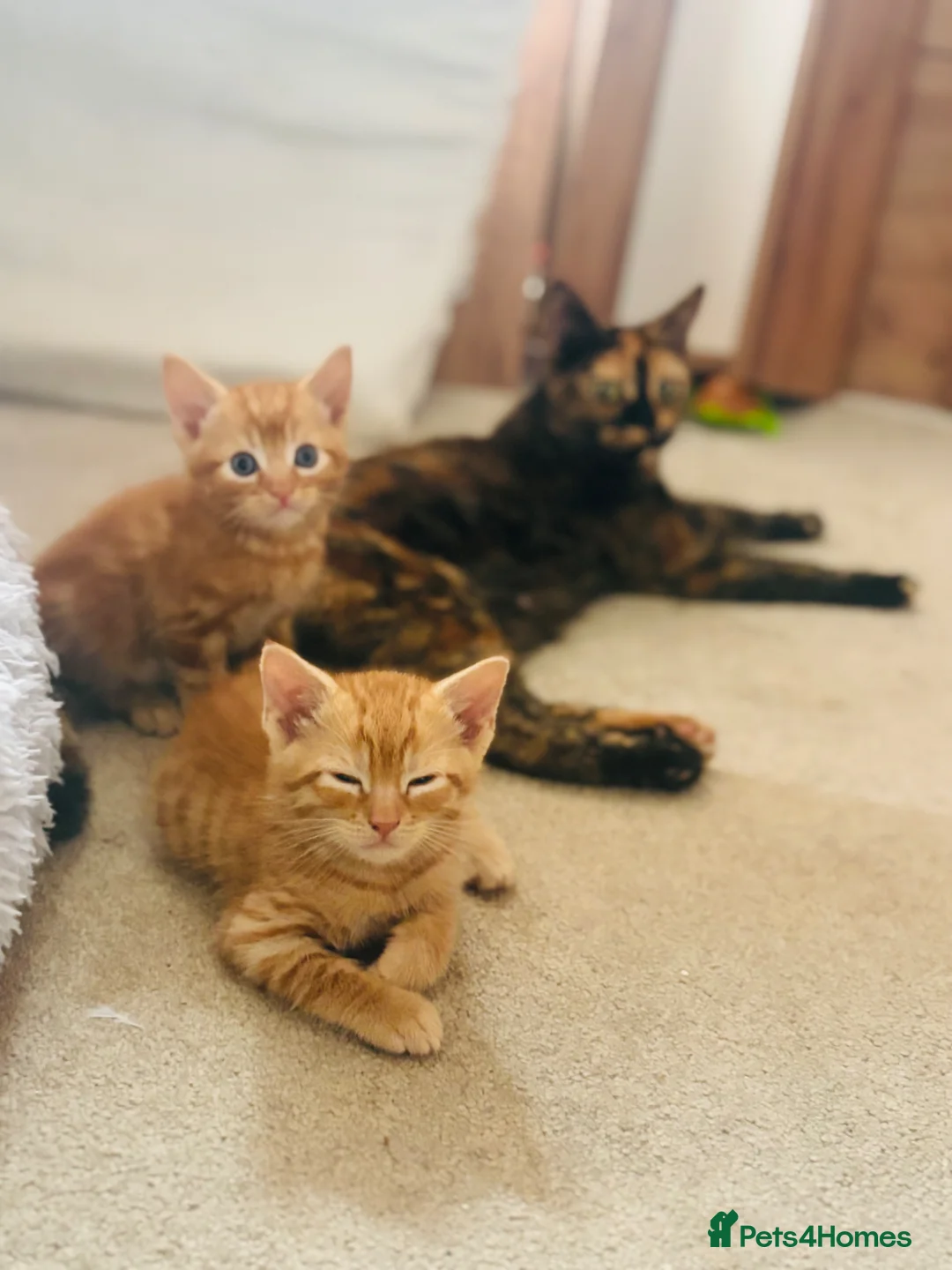 Mixed Breed cats for sale: Beautiful Kittens 🐱!!! - Advert 2