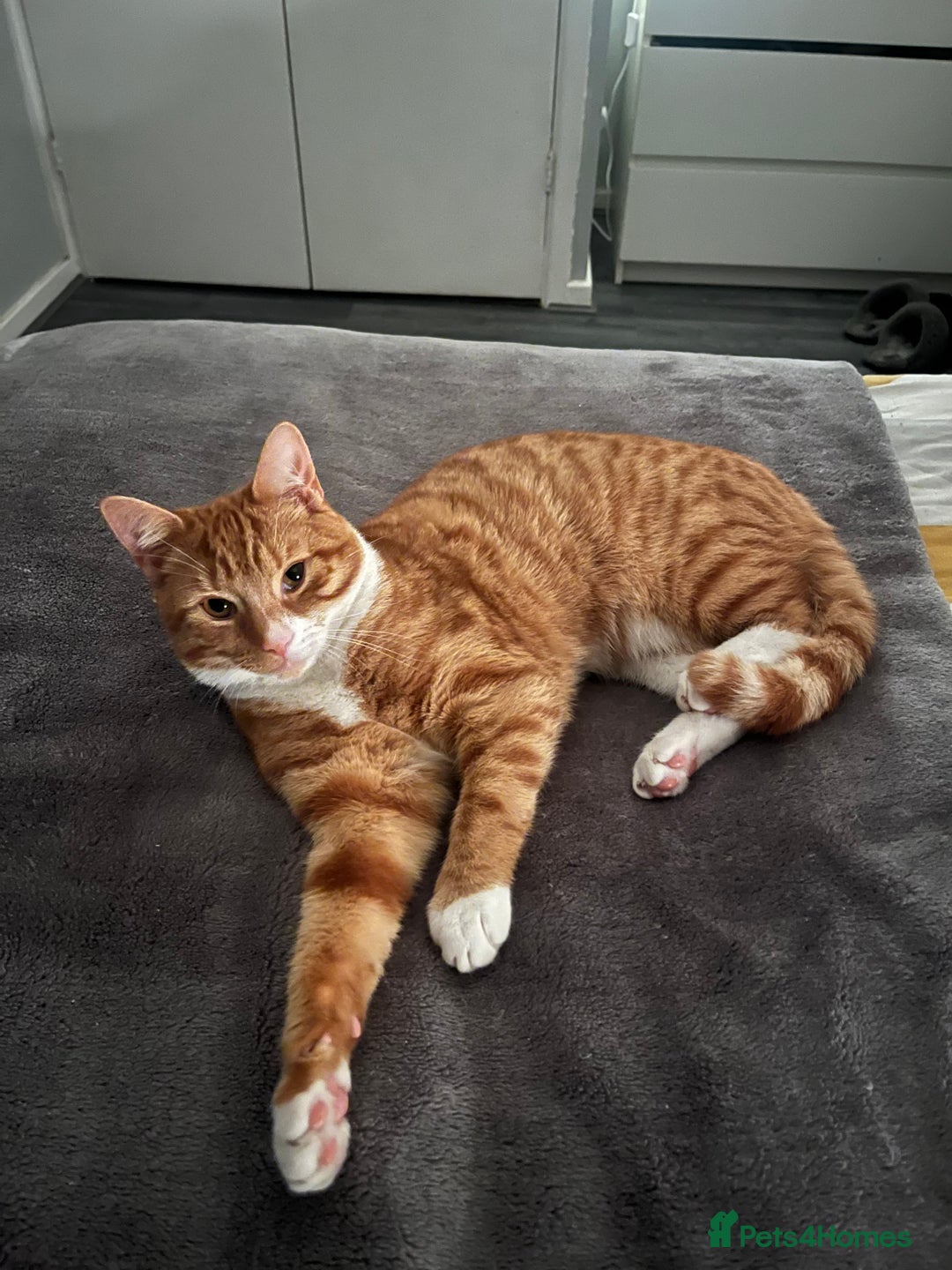 Mixed Breed cats for sale: My Myles  - Image 9