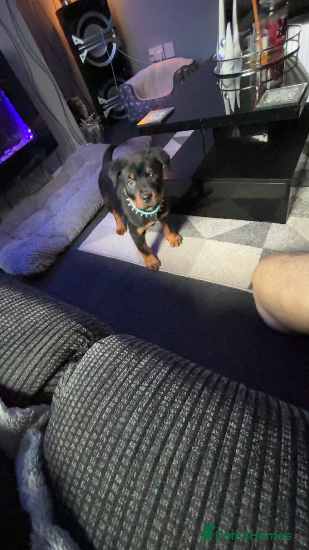 Rottweiler dogs for sale: Rottweiler puppy black and tanned  - Advert 10