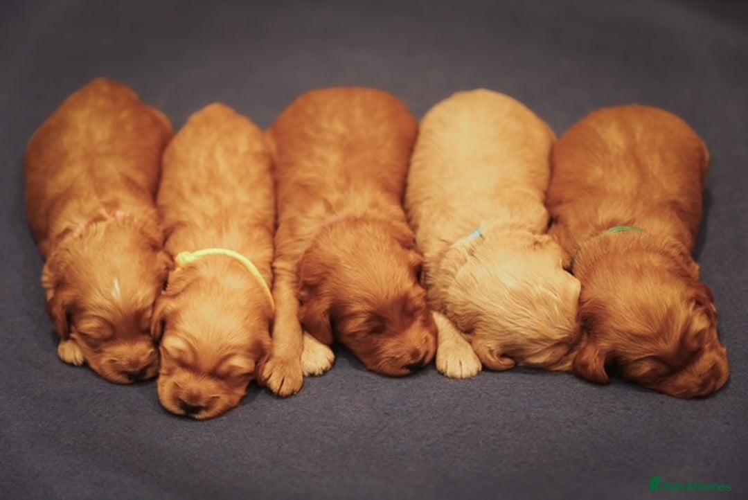 Cockapoo dogs for sale: Stunning F2b Miniature Cockapoos / Health Tested - Image 5