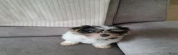 Mixed Breed dogs for sale: BEAUTIFUL POMCHON PUPS  FOR SALE - Advert 19