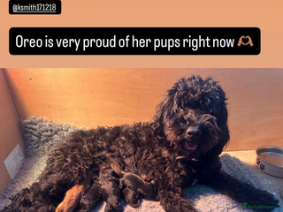 Cockapoo dogs - Advert 1