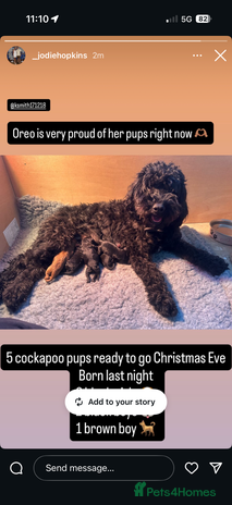 Cockapoo dogs - Advert 1