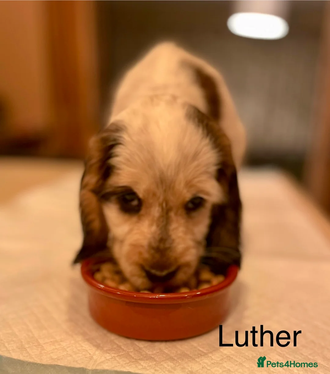 Cocker Spaniel dogs for sale: Gorgeous pair of pups remaining  - Advert 27