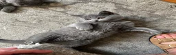 British Shorthair cats for sale: Blue British short hair kittens for sale  - Advert 4