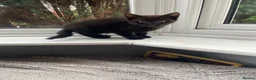 Mixed Breed cats for sale: Two black kittens - Advert 5