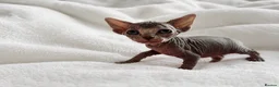 Sphynx cats for sale: Pedigree Sphynx Kittens -TICA- HCM4 N/N - Advert 11