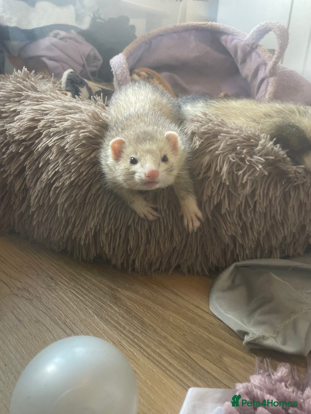 Ferret rodents for sale: Young girl ferret - Image 1