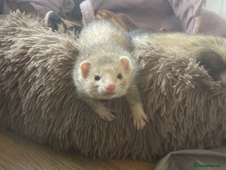 Ferret rodents for sale - Advert 1