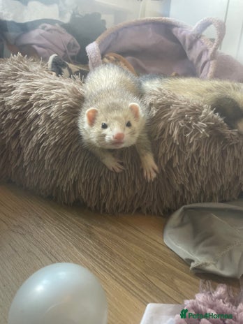 Ferret rodents - Advert 1