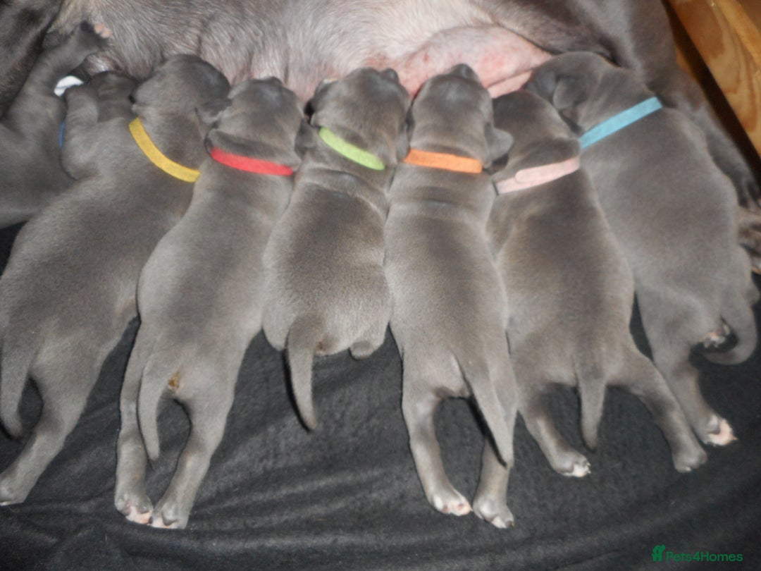 Staffordshire Bull Terrier dogs for sale: Staffordshire bull terrier puppies | blue staff - Image 1