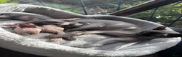 Sphynx cats for sale: 3 Sphynx kittens - Advert 9