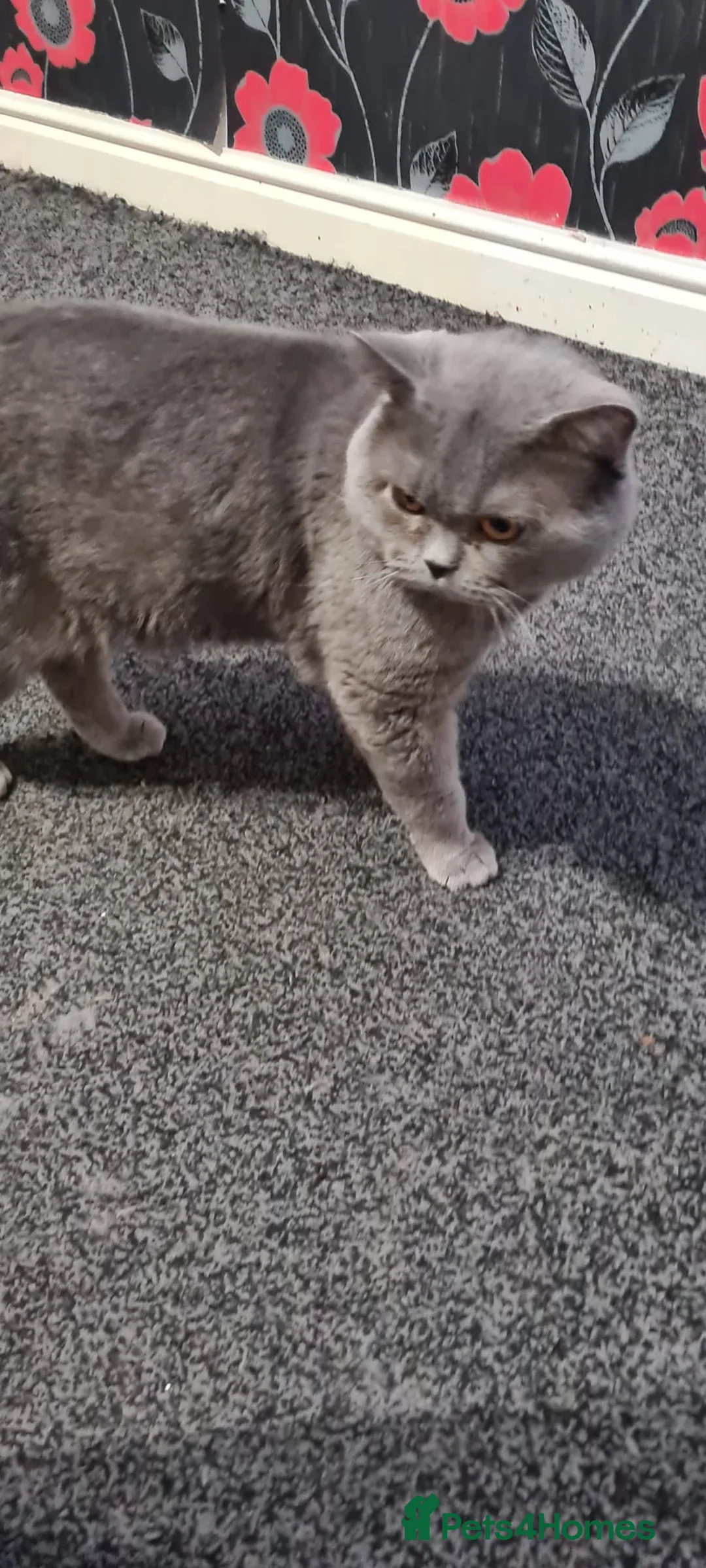 British Shorthair cats for sale: Male British Shorthair For Sale! - Advert 3