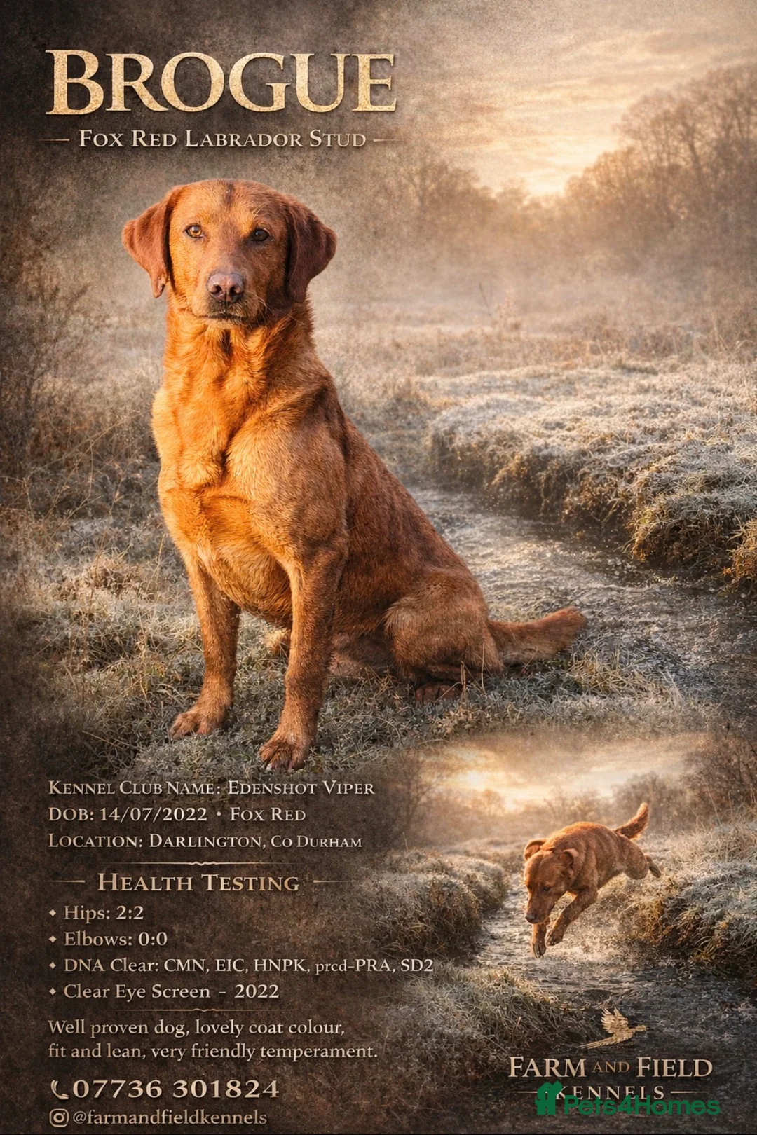 Labrador Retriever dogs for stud: Health clear,hip scored,KC Red Labrador for stud - Advert 1