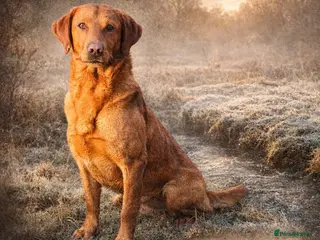 Labrador Retriever dogs Health clear,hip scored,KC Red Labrador for stud - Advert 12