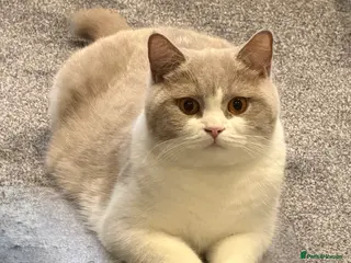 British Shorthair cats Lilac and Lilac & White - Advert 4