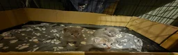 Mixed Breed cats for sale: Gorgeous grey kitten - Advert 10