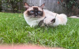Ragdoll cats for sale: 4 PURE 💖💙RAGDOLLS💖💙 - Image 12