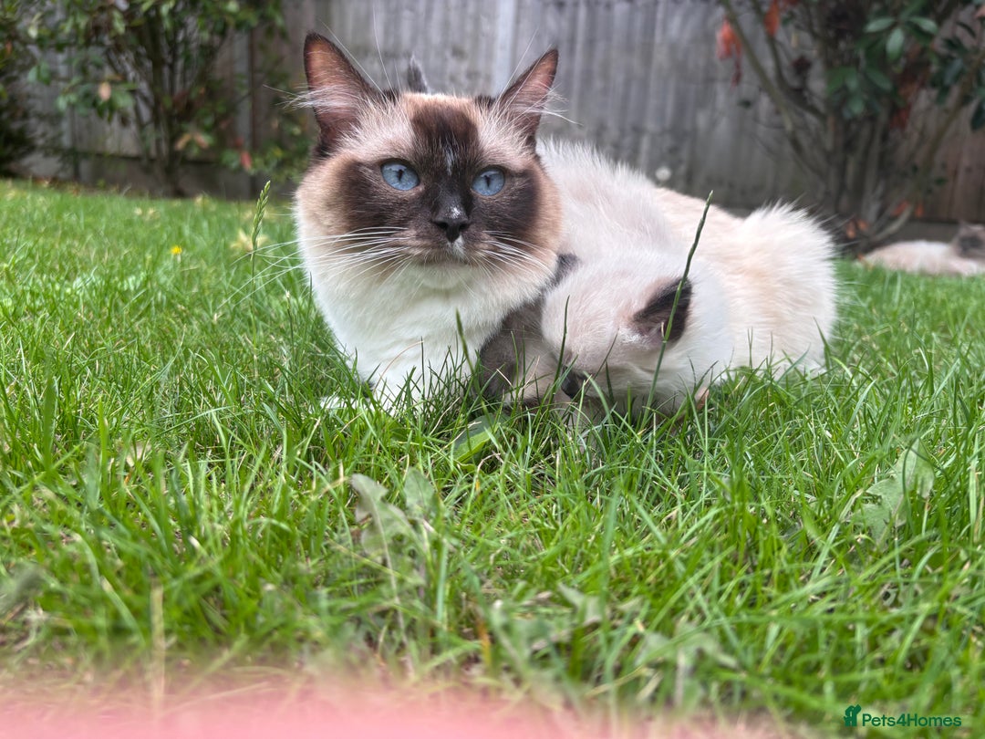 Ragdoll cats for sale: 4 PURE 💖💙RAGDOLLS💖💙 - Image 12