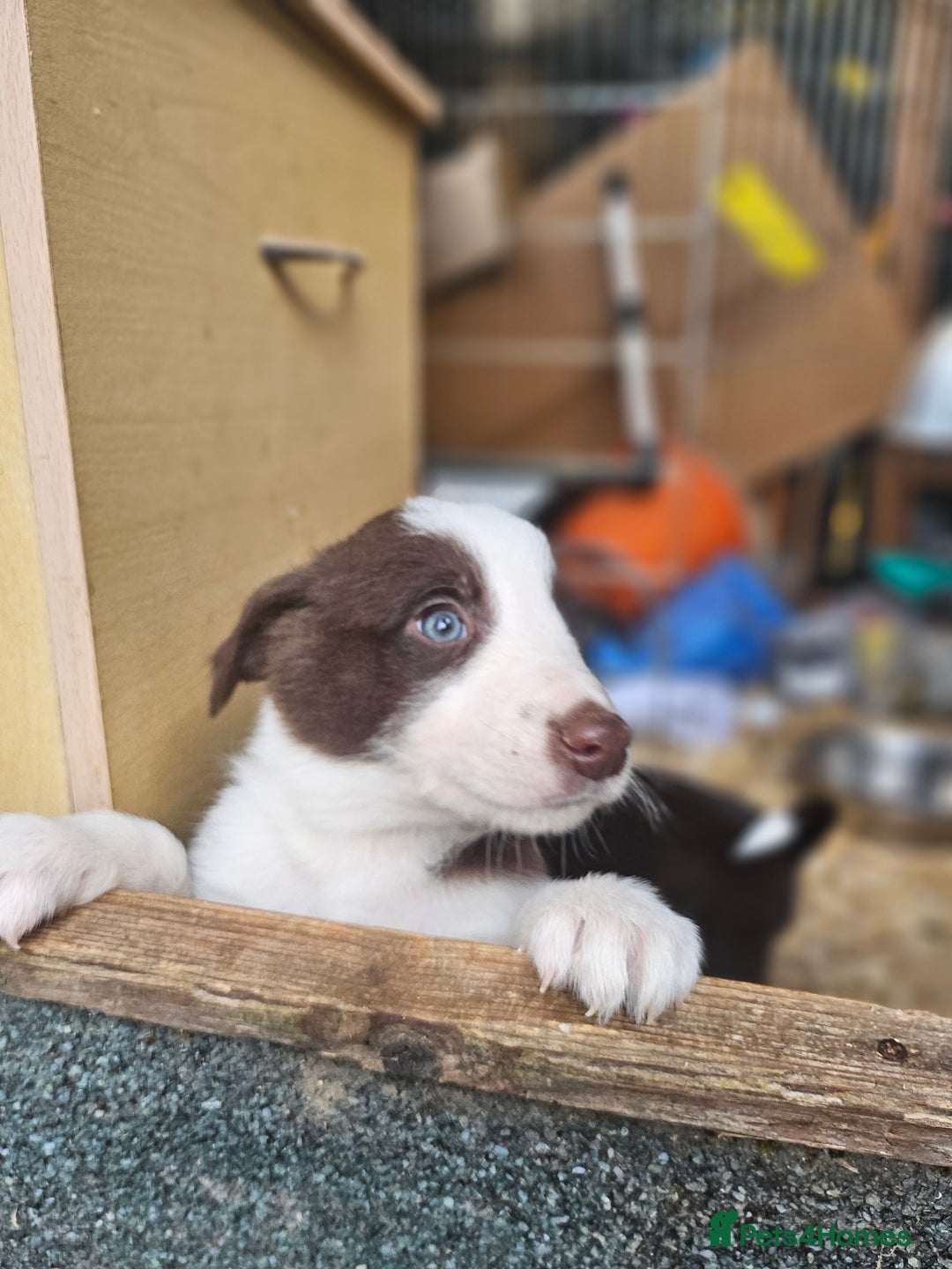 Border Collie dogs for sale: Red border collie pups for sale - Advert 7